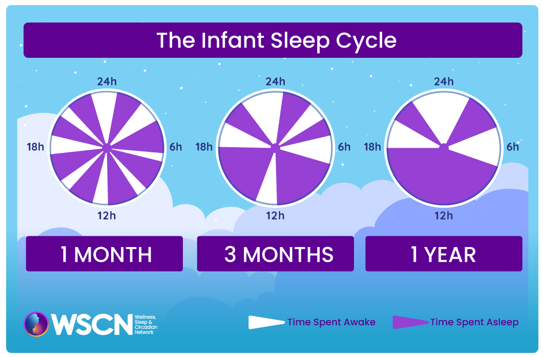 The Infant Sleep Cycle